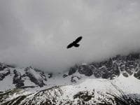 Логотип ViaDent